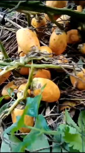 1 kg buah pinang tua segar asli baru di petik MURAH MERIAH