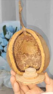 Combo 5 Vỏ quả trái tim đen làm trang trí tiểu cảnh trang trí diy handmade