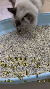 Tofu Cat Litter Natural Tofu Cat Litter Pasir Kucing Tofu 豆腐猫砂2kg/6-7L Super Deodorization