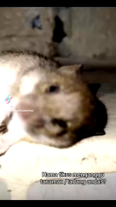 LIBAS 1 LITER - BELI 5 GRATIS 1 Pestisida Insektisida Pembasmi Hama Tanaman Racun Tikus Belalang Ulat Burung Tanaman Sehat Subur