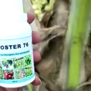 BOSTER 76 PUPUK ORGANIK PELEBAT DAN PENYUBUR TANAMAN BUAH & SAYUR (Beli 3 Gratis 1) 100ml