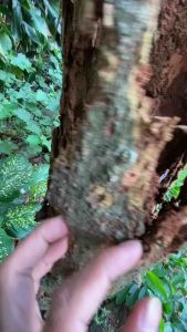 PAKET HEMAT 1L GRATIS 250ML | Spray Pembasmi Rayap Perusak Kayu | Rayap Tanah | Rayap Basah | Rayap Tanaman | Efektif Ampuh Basmi Rayap | Ramah Lingkungan