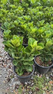 ต้นไทรใบสักแคระ2กิ่ง 50-60cmไทรใบสักแคระ (Ficus Lyrata Bambino) เป็นต้นไม้ฟอกอากาศที่นิยมปลูกในบ้าน มีลักษณะกะทัดรัดกว่าไทรใบสักทั่วไป ใบมีขนาดเล็กและหนากว่า เส้นใบเบากว่า และมีรูปร่างคล้ายใบซอสวยงาม เป็นไม้มงคล ช่วยเสริมฮวงจุ้ยและความเป็นสิริมงคล ควรปลูก