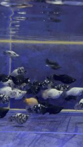 Mix Colour Balloon Molly Fish / Live Fish 杂波子