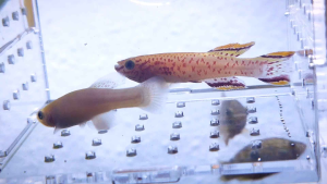 Gardneri gold killifish Pair | Live animal
