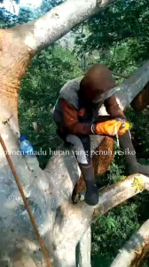 Madu Asli Hutan Liar Bunga Multiflora Kemasan Botol 1KG