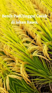 benih padi CL 220 kemasan 1kg kualitas  unggul tahan rebah