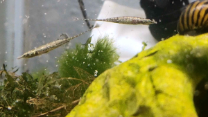 Toothpick fish (indostomus paradoxus) | Live animal