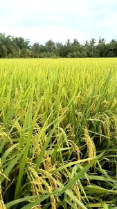 benih padi MR 297 kemasan 5.kg