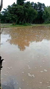 หมักฟาง ย่อยสลายฟางข้าว