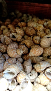 Kerajinan Aneka Kerang: Dekorasi Akuarium & Kerang Gemak 1 Kg