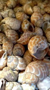 kerang hiasan akuarium - kerang gemak - 100 gr - aneka kerajinan kerang - kerang hias macan
