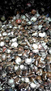 cangkang kerang mata - kerang kecil - berat 1 ons - kerajinan kerang - hiasan akuarium