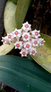 โฮย่าดอกหอม ในกระถาง