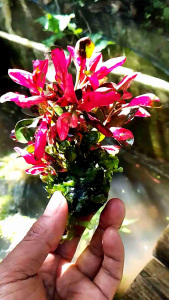 Tanaman Air Aquascape Crokot Red Mix & MOS Felia: Hiasan Aquarium Low CO2