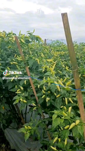 Pupuk Pelebat Buah Organik Kilat Hormon