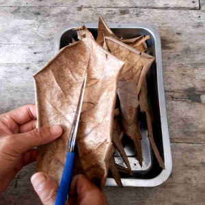 ใบหูกวางแห้ง ไม่มีก้าน คัดพิเศษสะอาด เป็นธรรมชาติ ใช้หมักปลากัด เตรียมน้ำเพาะลูกปลา