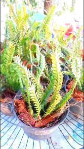 กล้วยไม้จิ๋วเอื้องใบมะขาม ในกระถาง