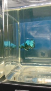 (Same as photo) Abatar Huk Betta Fish Size S Ikan Laga Show Gred
