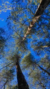 ISI 200 PCS Bendera Merah Putih Kecil Motor/Mobil/Sepeda-Pawai