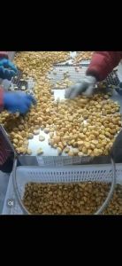 Red Sea Herbs 意大利栗子 / 栗子干 (特大粒)(5L)(100g/300g/500g) Italian Dried Chestnut 板栗