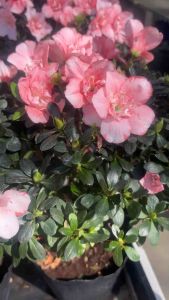 สีส้มโอรสขนาด7นิ้ว30cmดอกอาซาเลีย 🌷🌸 #กุหลาบพันปี 🌸🌷 ดอกสวยหวาน ใจละลาย งามจนหลง  #ออกดอกให้เชยชมได้ทั้งปี!🌹  💰ชาวจีนเชื่อว่าถ้าปลูกอาซาเลียครบ 5 สี  แสดงถึงความอุดมสมบูรณ์ครบ 5 ธาตุ  ตามศาสตร์ฮวงจุ้ย ปลูกอาซาเลียจะช่วยเรียกทรัพย์ 💰 ดึงดูดโชคลาภ เส