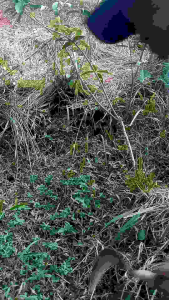 ARIT rumput cap 88 asli malangbong. model jawaan