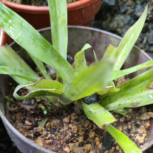 Rumput Beijing/rumput siti Khatijah