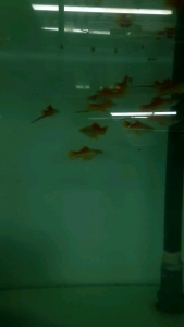 Pineapple Swordtail/Ornamental fish/Freshwater/Readystock