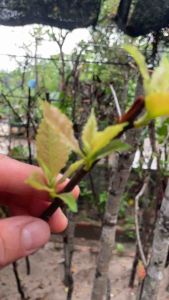 Đào bánh xe gốc đánh bầu to đã dâm ủ