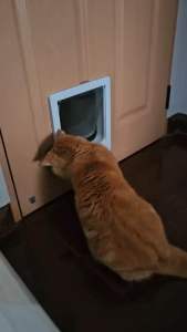 Pet Doors ประตูสัตว์เลี้ยง ราคาที่สมบูรณ์ ประตูแมว ภายในบ้าน ภายนอกบ้าน ประตูแมวเข้าออกห้องนอน ประตูออกนอกบ้าน รุ่นสี่เหลี่ยม