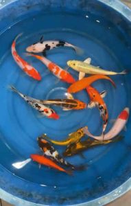 JAPAN KOI LOCAL BREED 6/7” SUPER HIGH GRADE  13pcs COMBO at RM1688 + CNY OFFER FREE SHIPPING  & FREE GIFTS GOOD FOR KOI (