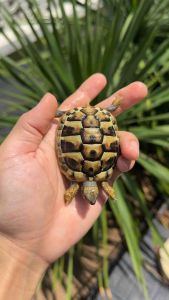 Herman tortoise 5cm