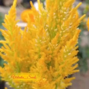 [Virladia Seeds] Biji Benih tanaman Bunga Celosia Kimono Mix