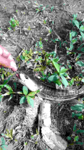 Soft frog medel kura" panjang 4 cm