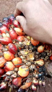 Berondolan /kelapa sawit segar umpan pancing/1kg.kalu busuk siap ganti.STOK RDYYY