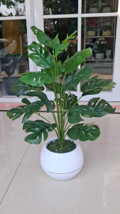 Pohon monstera latex jumbo / daun Janda bolong 18 tangkai dengan pot bola
