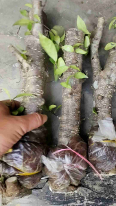 bonsai antingputri jumbo
