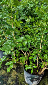 Cây Nguyệt Quế gốc to cao 60-80cm - cây cảnh phong thủy