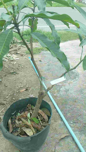 ต้นมะม่วง 1ต้น มี 2สายพันธุ์ สูง 60-70 กระถาง"