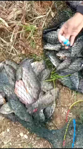 Essen Si Pulens: Cod Bayar di Tempat