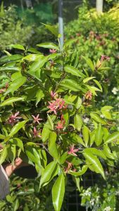 ต้นเข็มอุณากรรณ ไม้แคระ ดอกสวย  #เข็มอุณากรรณแคระ ชมพู ดอกดกทั้งปี  จิ๋วแต่แจ๋วจริง 🌸  #เข็มอุณากรรณแคระ ต้นนี้ แอดมินได้มาจากสิงคโปร์เมื่อสัก 15+ ปีที่แล้ว ก่อนที่จะเริ่มมีขายในไทยบ้างในปัจจุบัน  #พุ่มสวยดอกดก #แดดครึ่งวันก็ยังได้ดอกพรูทั้งต้นแทบจะทั้งป