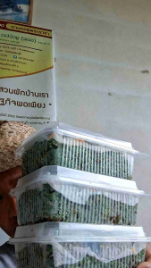 แม่พันธุ์แหนแดงอะซอลล่าไมโครฟิลล่า(ดอกใหญ่)2kg.