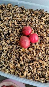 BUAH MAHKOTA DEWA KERING