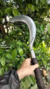 SABIT RUMPUT BINTANG LIMA