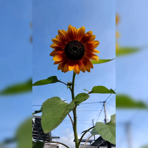 6 Butir Biji/Benih Bunga Matahari Auntumn Beauty