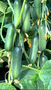 Benih timun hijau SWISS F1 Isi 10 gram sekitar 400 butir benih produk Unggulan JAWARA