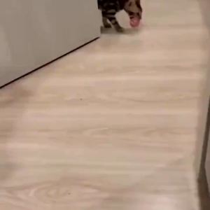 Mainan Bola Berwarna Pelangi Untuk Kucing Elastis Rendah Mainan Interaktif