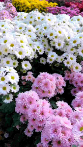 Tanaman Hias Bunga Krisan Seruni Aster ( 1 Pot isi 6-7 Pohon )