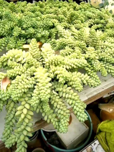 Pupuk sukulen nutrisi pemacu tunas sukulen EUBUDSU 500ML